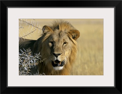 Lion, Etosha, Namibia, Africa