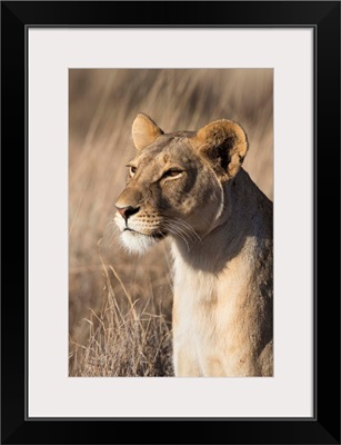 Lioness, Lewa Wildlife Conservancy, Laikipia, Kenya, East Africa, Africa