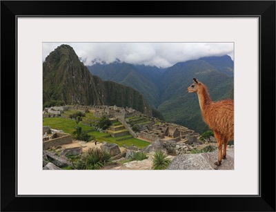 Llama standing at Machu Picchu viewpoint, Peru