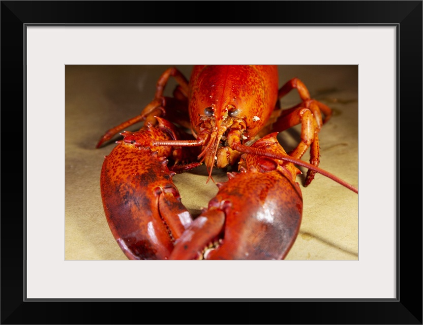 A cooked, locally landed lobster boiled and served ready to eat in a lobster dinner at Chester, Nova Scotia, Canada, North...