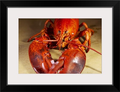 Lobster Boiled And Served In A Lobster Dinner At Chester, Nova Scotia, Canada