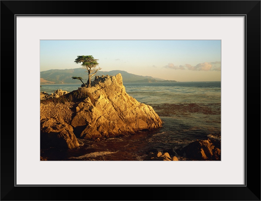 Lone cypress tree on rocky outcrop at dusk, Carmel, California, USA