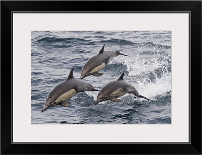 Long-beaked common dolphin, Isla San Esteban, Baja California, Mexico