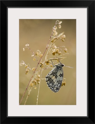 Marbled White Butterfly, Adult Roosting On Grass, In Meadow Habitat, Kent, England