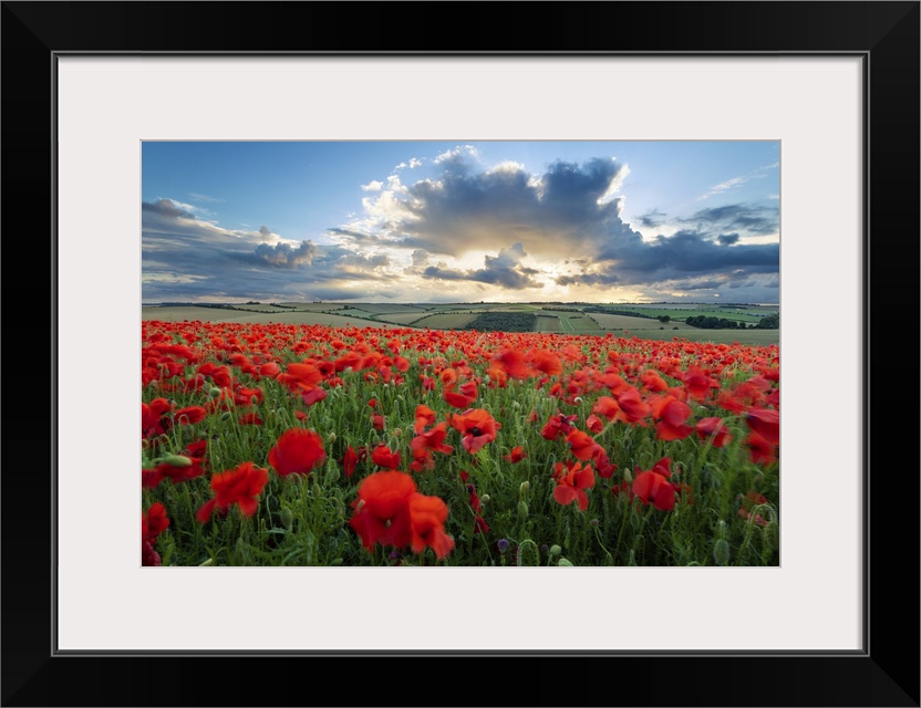 Mass of red poppies growing in field in Lambourn Valley at sunset, East Garston, West Berkshire, England, United Kingdom, ...