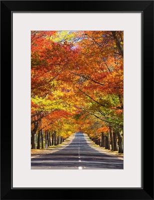 Memorial Avenue in autumn, Mount Macedon, Victoria, Australia, Pacific