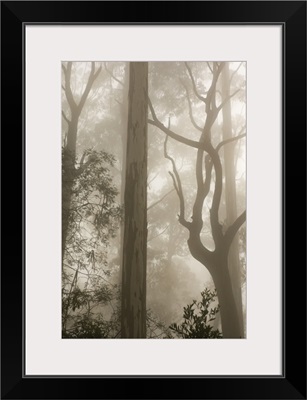 Mountain ash forest and morning fog, Mount Macedon, Victoria, Australia