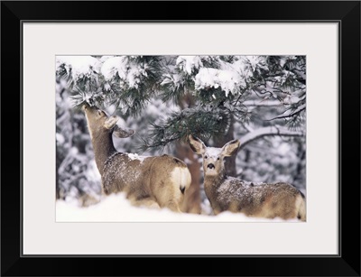 Mule deer mother and fawn in snow, Boulder, Colorado