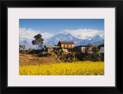 Mustard fields, Gandaki, Nepal