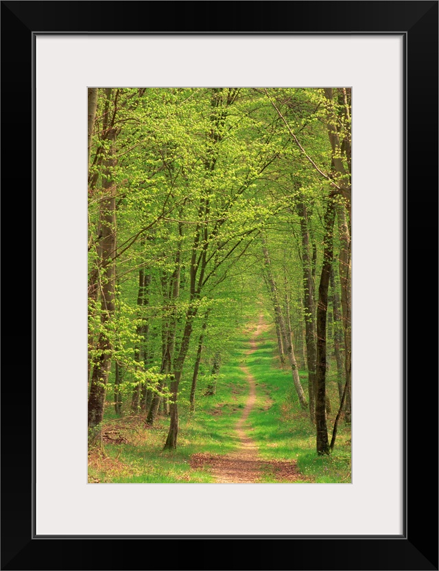 Narrow path through the trees in woodland, Forest of Brotonne, Haute Normandie, France