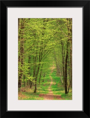 Narrow path through the trees in woodland, Forest of Brotonne, Haute Normandie, France