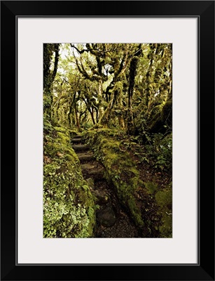 Native bush at Dawson Falls,  Egmont National Park, New Zealand