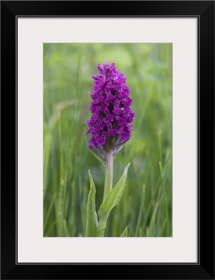 Northern marsh orchid, Craignure, Mull, Inner Hebrides, Scotland, UK