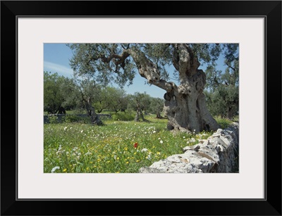 Olive trees, Puglia, Italy, Europe