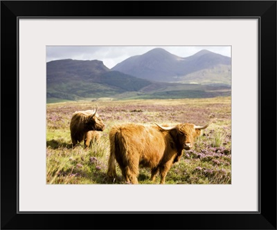 Pair of Highland cows grazing among heather, Isle of Skye, Highlands, Scotland