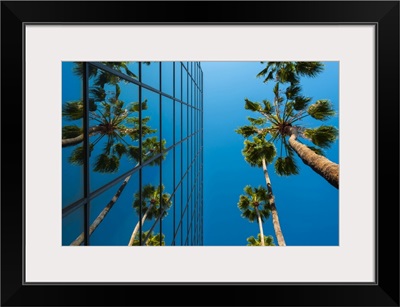 Palm Trees And Glass Building, Worm's-Eye View, Hollywood, Los Angeles, California