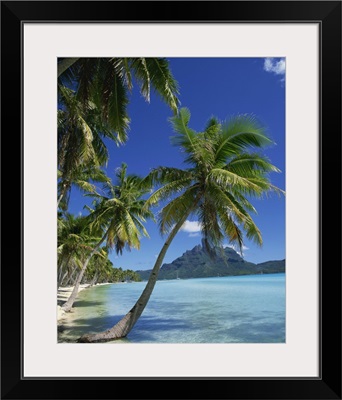 Palm trees fringe the tropical beach and sea on Bora Bora (Borabora), Tahiti