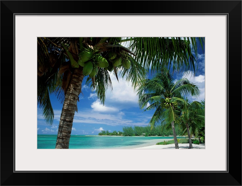 Palms on shore, Cayman Kai near Rum point, Grand Cayman, Cayman Islands