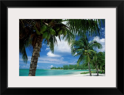 Palms on shore, Cayman Kai near Rum point, Grand Cayman, Cayman Islands