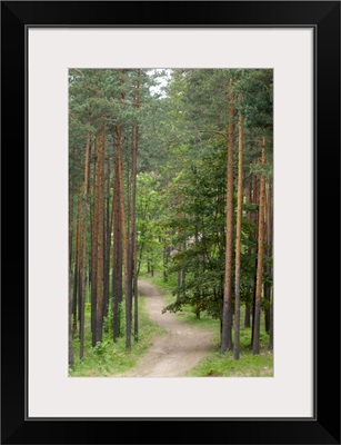 Path through pine forest, near Riga, Latvia, Baltic States