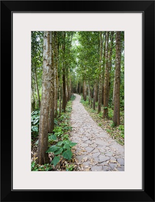 Path through the Forest at My Son, Vietnam, Indochina