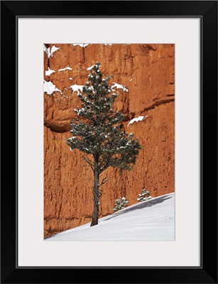 Pine tree in front of red-rock face with snow on the ground, Dixie National Forest, Utah