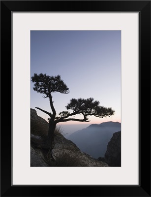 Pine tree silhouetted at dusk on Lushan mountain, Jiangxi Province, China