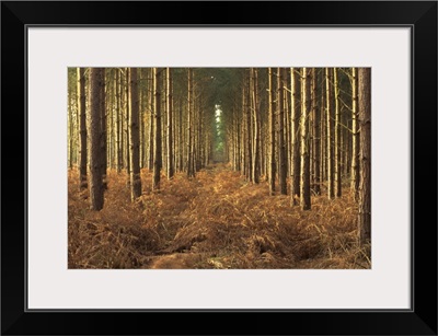 Pine trees in rows in morning light, Norfolk wood, Norfolk, England, UK