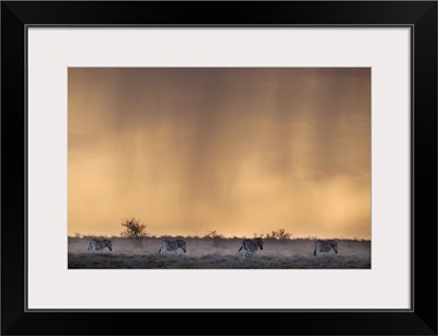 Plains Zebra, At Stormy Sunset, Etosha National Park, Namibia