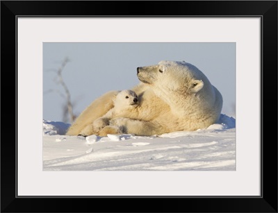 Polar bear and cub, Wapusk National Park, Churchill, Hudson Bay, Manitoba, Canada
