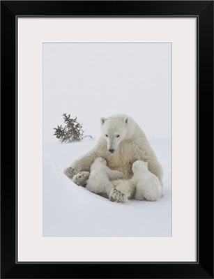 Polar bear and cubs, Wapusk National Park, Manitoba, Canada