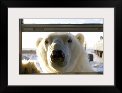 Polar bear Churchill, Hudson Bay, Manitoba, Canada