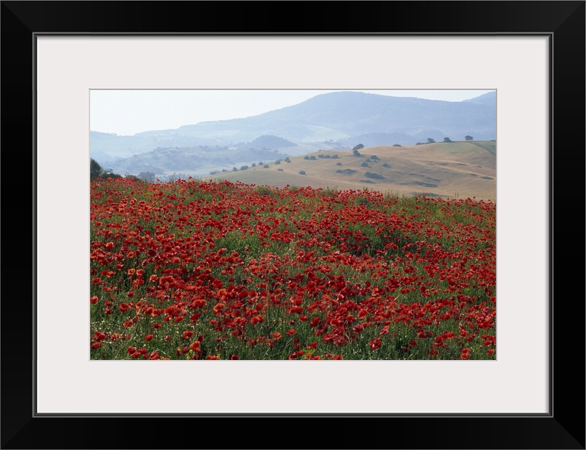 Poppies in rolling landscape, near Olvera, Cadiz, Andalucia, Spain