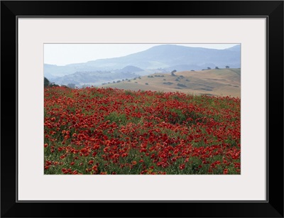 Poppies in rolling landscape, near Olvera, Cadiz, Andalucia, Spain