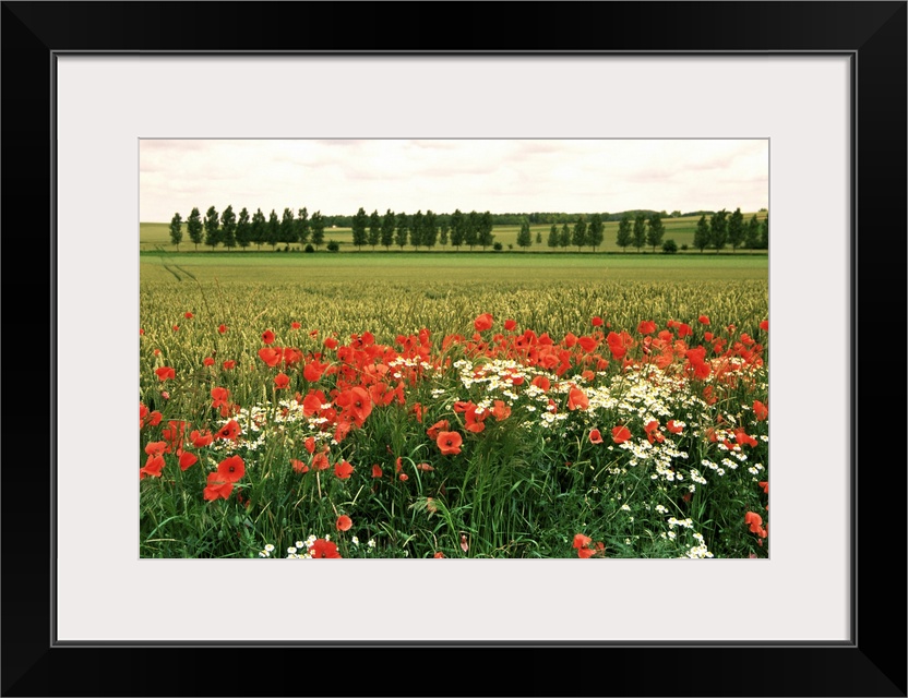 Poppies in the Valley of the Somme near Mons, Nord-Picardy, France, Europe