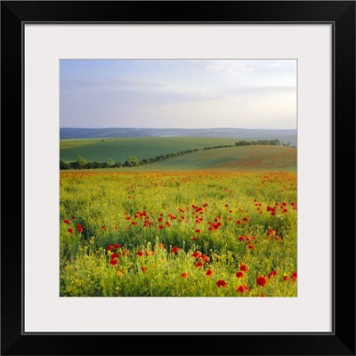 Poppies on the South Downs, Sussex, England