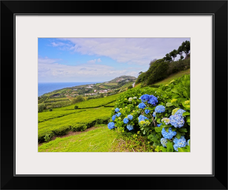 Porto Formoso tea fields, Sao Miguel Island, Azores, Portugal, Atlantic, Europe