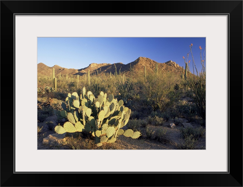 Prickly pear cactus at sunset, Saguaro National Park, Tucson, Arizona