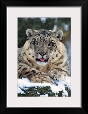 Rare and endangered snow leopard (Panthera uncia), Port Lympne Zoo, Kent, England