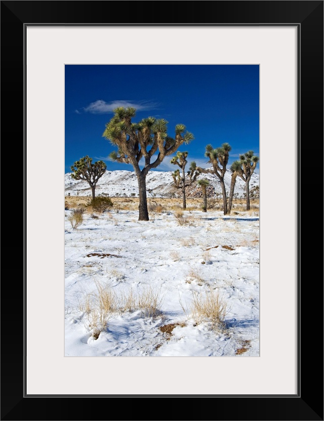 Rare winter snowfall, Lost Horse Valley, Joshua Tree National Park, California, USA