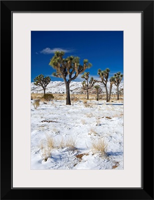 Rare winter snowfall, Lost Horse Valley, Joshua Tree National Park, California, USA