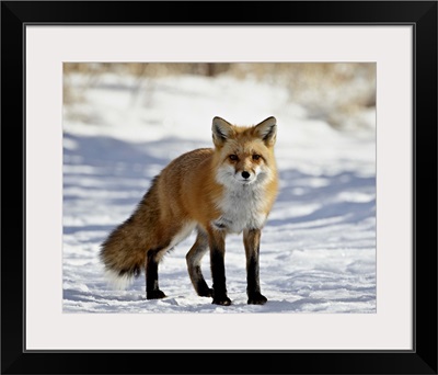 Red Fox in the snow, Prospect Park, Wheatridge, Colorado