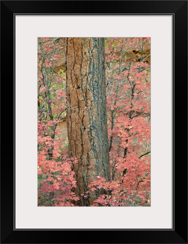 Red leaves on a bigtooth maple in the fall, Zion National Park, Utah, USA