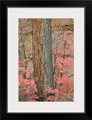 Red leaves on a bigtooth maple in the fall, Zion National Park, Utah, USA