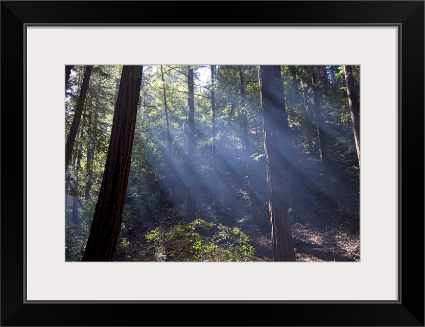 Redwood forest, Ventana, Big Sur, California