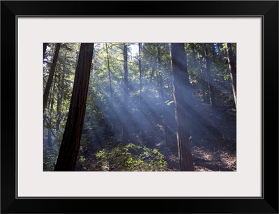 Redwood forest, Ventana, Big Sur, California