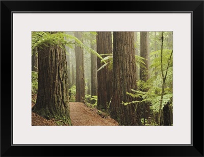 Redwoods and Tree Ferns, The Redwoods, Rotorua, Bay of Plenty, New Zealand