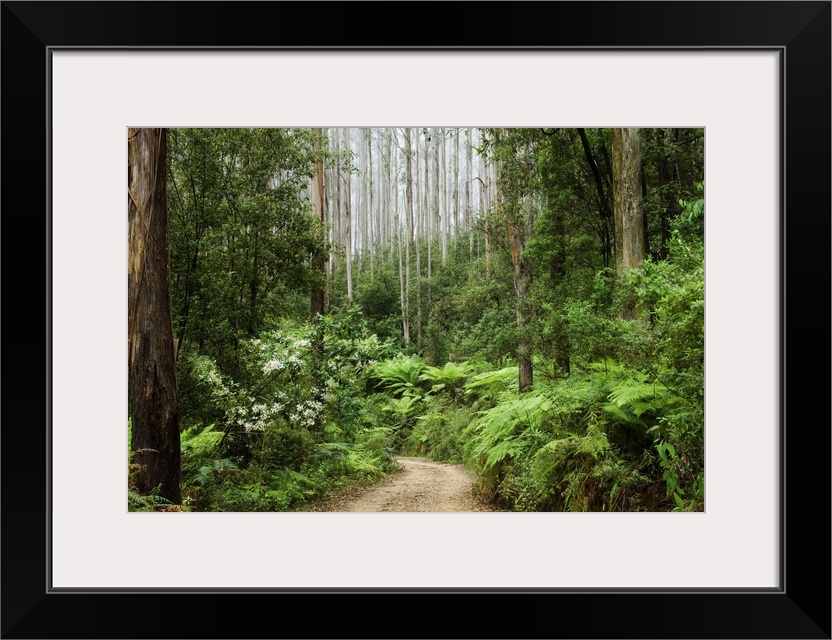 Road through rainforest, Yarra Ranges National Park, Victoria, Australia, Pacific