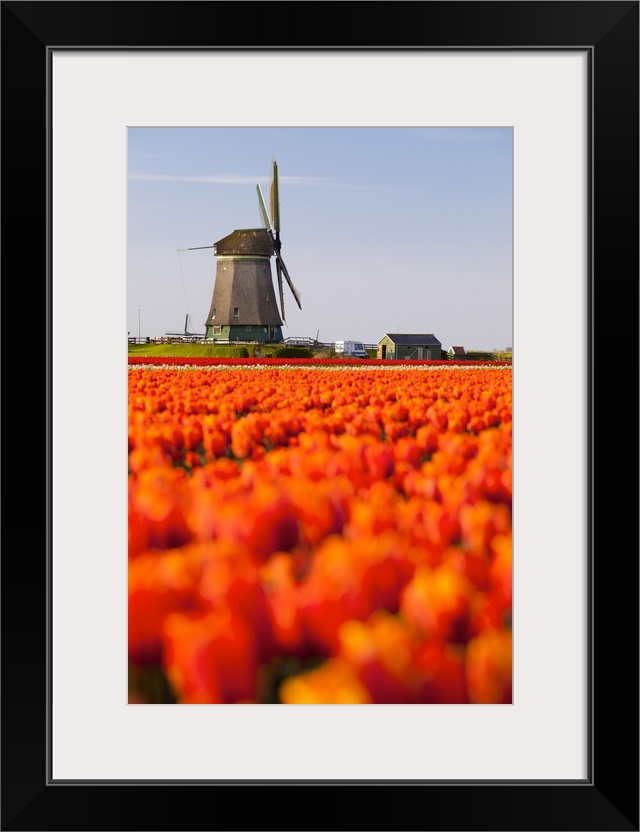 Field of tulips and windmill, near Obdam, North Holland, Netherlands, Europe