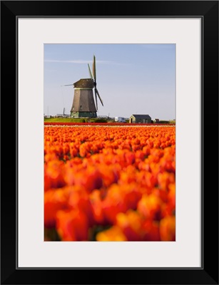 Rows Of Tulips, North Holland, Netherlands